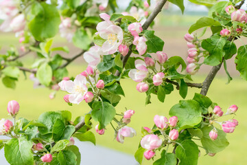 White and pink apple tree flowers blooming on green field background in springtime, nature concept, close up view