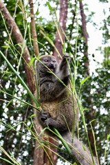 Bamboo Lemur (Hapalemur), Madagascar