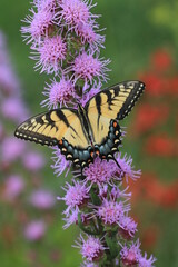 Fototapeta na wymiar Eastern tiger swallowtail butterfly (papilio glaucus) on rough blazing star flower (liatris)