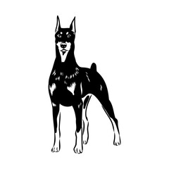 Doberman, dog, black and white vector illustration. Portrait. The head of a domestic animal. Tattoo. Clipart, laser cutting. Stock image isolated on white background.