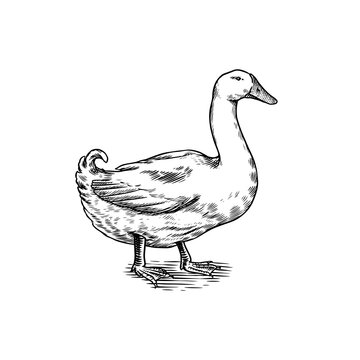Duck bird. Hand drawn hen. Engraved Farm animal. Old monochrome sketch. Domestic poultry. Retro template.