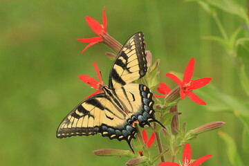 Eastern tiger swallowtail butterfly (papilio glaucus) on royal catchfly flowers