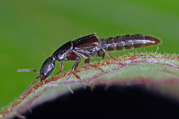 Rove beetle – Xantholinus (Staphylinidae) on plant, macro photo, are small predators hunting for plant pests. 