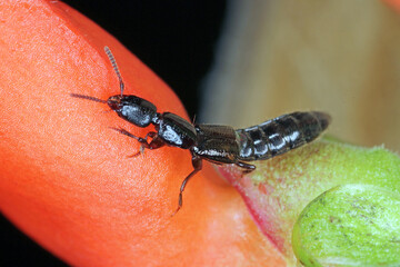 Rove beetle – Xantholinus (Staphylinidae) on plant, macro photo, are small predators hunting for plant pests. 