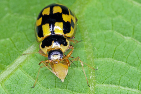 Propylea quatuordecimpunctata common predatory ladybird (Coccinellidae) with a hunted aphid.