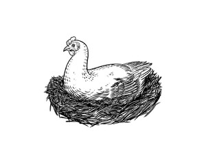 Fototapeta premium Domestic chicken and nest. Mother hen. Farm bird. Hand drawn. Engraved animal. Old monochrome sketch. Retro template.