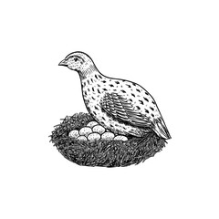 Common quail bird and nest with eggs. Hand drawn hen. Engraved Farm animal. Old monochrome sketch. Domestic poultry. Retro template.