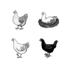 Fototapeta na wymiar Chicken bird. Hand drawn hen. Engraved Farm animal. Old monochrome sketch. Domestic poultry. Retro template.