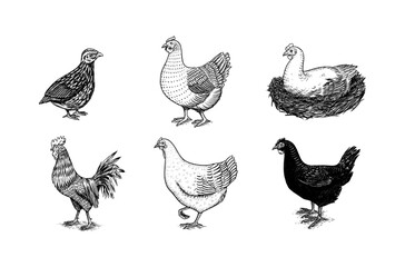 Domestic Chicken and rooster. Hand drawn bird. Engraved Farm animal. Old monochrome sketch. Retro template.