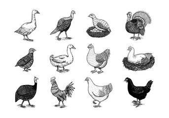 Fototapeta na wymiar Domestic Chicken bird. Turkey, guinea fowl, goose, duck, quail. Hand drawn. Engraved Farm animal. Old monochrome sketch. Retro template.