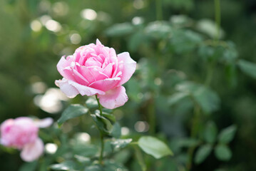 Pink rose flower in roses garden. Soft focus. 