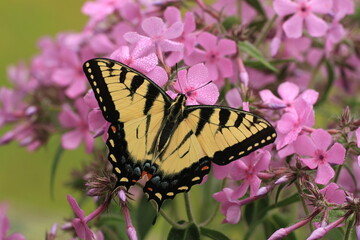 Eastern tiger swallowtail butterfly (papilio glaucus) on prairie phlox flowers