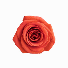 A bright red rose isolated on a white background. Close-up.