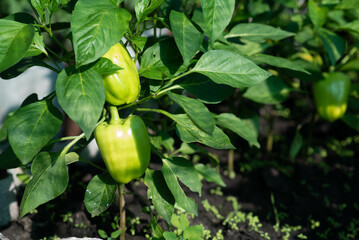 green bell pepper garden plants. High quality photo