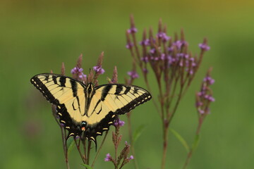 Eastern tiger swallowtail butterfly (papilio glaucus) male on blue vervain (Verbena hastata)