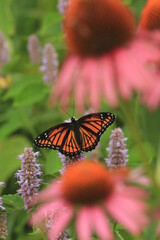 Viceroy butterfly (limenitis archippus) on anise hyssop flowers with purple coneflower
