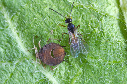 The black bean aphid (Aphis fabae) parasitized by Diaeretiella rapae (Hymenoptera: Braconidae). It is a cosmopolitan parasitoid of many species of aphids.