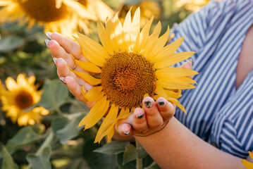 Fototapeta premium Beautiful sunflower in hands on sunny nature background. High quality photo