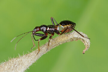 Young predatory larva, nymph of Reduviidae.