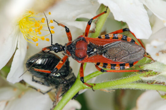 Rhynocoris iracundus with hunted down Garden Chafer Beetle – Phyllopertha horticola. It is a species of assassin and thread-legged bugs belonging to the family Reduviidae. 
