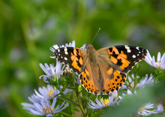Painted Lady on flower, image 2