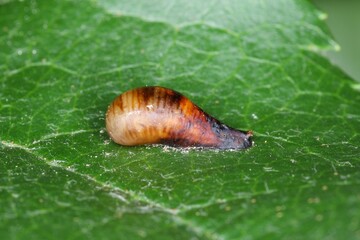 Pupa of Hoverflies called flower flies or syrphid flies, make up the insect family Syrphidae.