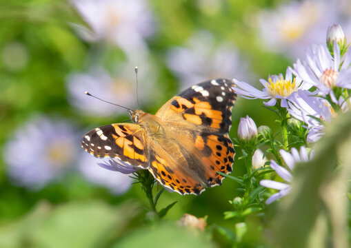 Painted Lady on flower, image 1