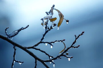 Icicles on icy tree branches. temperature swing season and winter weather in autumn