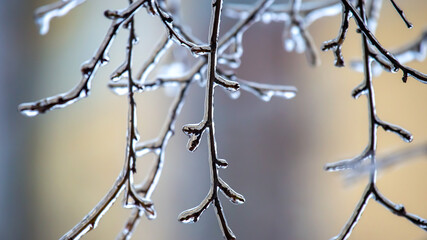 Fototapeta na wymiar Icicles on icy tree branches. temperature swing season and winter weather in autumn