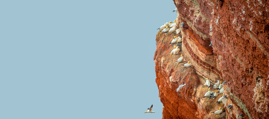 Banner with wild nesting north Atlantic gannets with young chicks at red sandstone cliffs island...