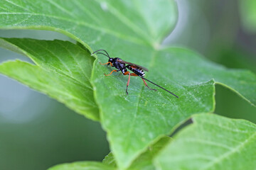 Hymenoptera from the family Ichneumonidae - ichneumon wasps or ichneumonids. They are parasitoids (a type of parasite) of various insects.
