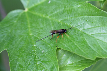 Hymenoptera from the family Ichneumonidae - ichneumon wasps or ichneumonids. They are parasitoids (a type of parasite) of various insects.