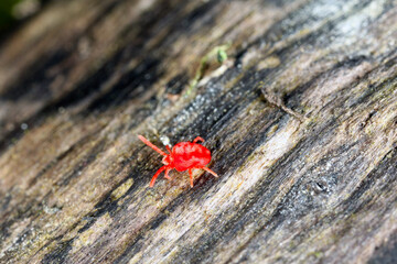 Red Velvet Mite or Rain Bug (Trombidiidae) walking on the ground.