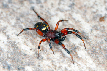 Asagena phalerata - spider on the wall 