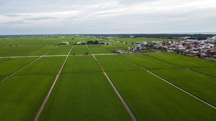 Obraz premium Aerial view of Green fields with paddy during planting season.