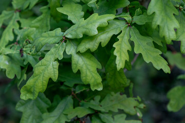 Fototapeta na wymiar Quercus robur fresh green foliage in spring