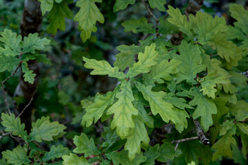 Quercus robur fresh green foliage in spring