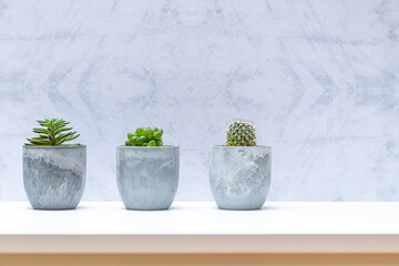 鉢植えの多肉植物
