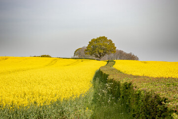 Canola crops in the summertime.