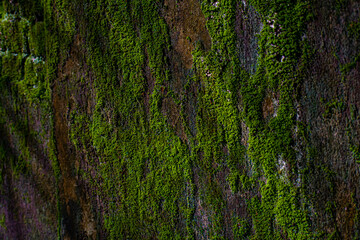 Sunlight lighted some moss in the floor in the rainy season.