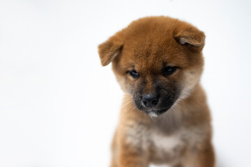 Shiba inu Puppy portrait