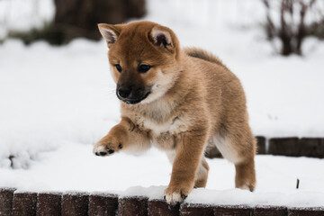 Shiba inu puppy playing in the snow 