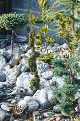 evergreen plantings in the garden center. landscaping