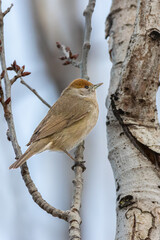 Female Eurasian Blackcap perched on a tree branch