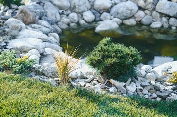 evergreen plantings in the garden center. landscaping