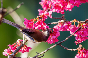 Beautiful bird, Blue-winged Minla (Siva cyanouroptera) minla, also known as the blue-winged Siva, is a species of bird in the family Leiothrichidae.Bird in Cherry blossoms flower Chiang Mai Thailand