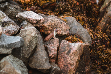Wild ferret sitting on some rocks in Norway