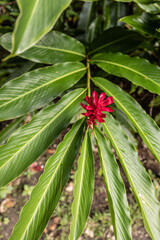 Flor roja en selva verde