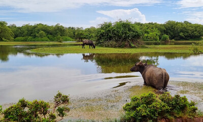 Buffaloes in a flooded area, on Ilha do Marajo, Amazon, Brazil