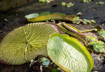 Das Blatt der Riesenseerose (Victoria cruziana) in einem Teich bei dem das Wasser abgelassen ist.